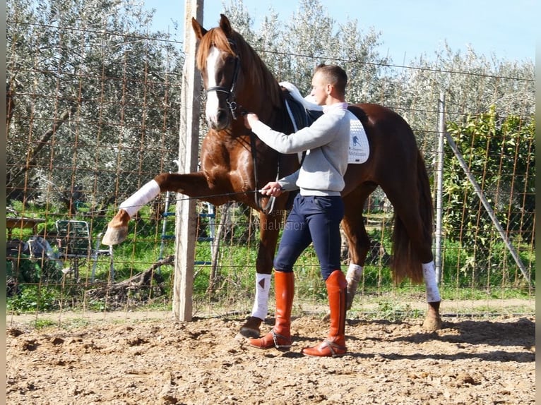 PRE Stallion 6 years 15,3 hh Chestnut-Red in Provinz Granada