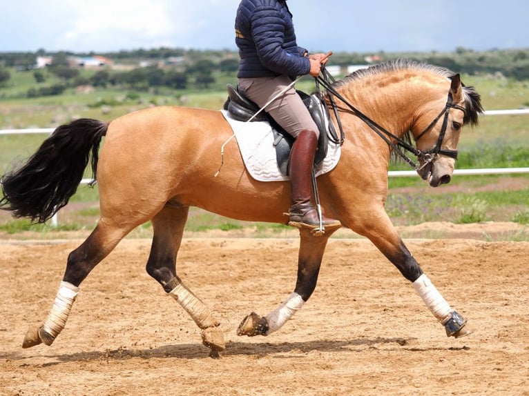 PRE Mix Stallion 6 years 15.3 hh Dun in Navas Del Madroño