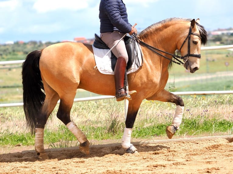 PRE Mix Stallion 6 years 15.3 hh Dun in Navas Del Madroño