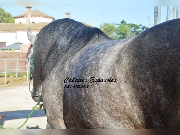 PRE Stallion 6 years 15,3 hh Gray-Dapple in Vejer de la Frontera