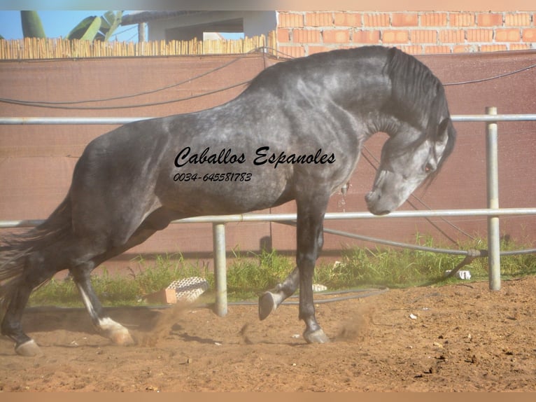 PRE Stallion 6 years 15,3 hh Gray-Dapple in Vejer de la Frontera