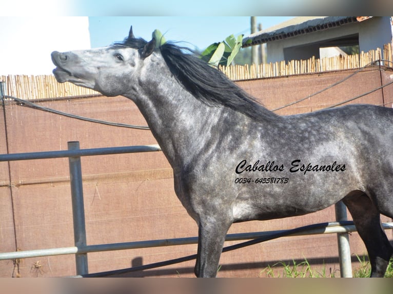 PRE Stallion 6 years 15,3 hh Gray-Dapple in Vejer de la Frontera