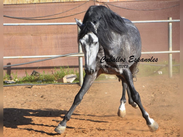 PRE Stallion 6 years 15,3 hh Gray-Dapple in Vejer de la Frontera