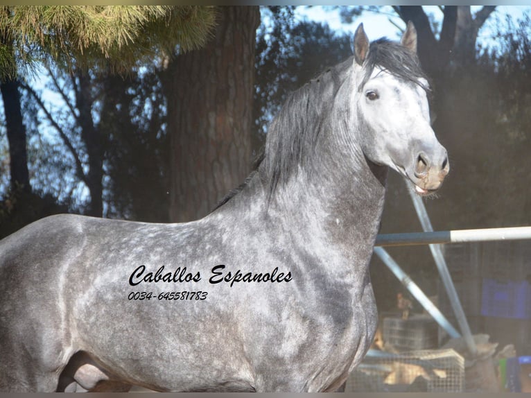 PRE Stallion 6 years 15,3 hh Gray-Dapple in Vejer de la Frontera