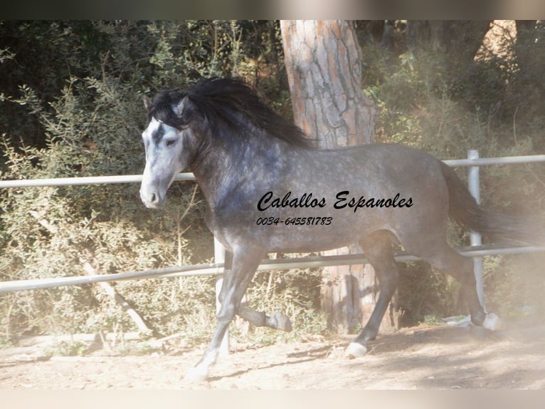 PRE Stallion 6 years 15,3 hh Gray-Dapple in Vejer de la Frontera