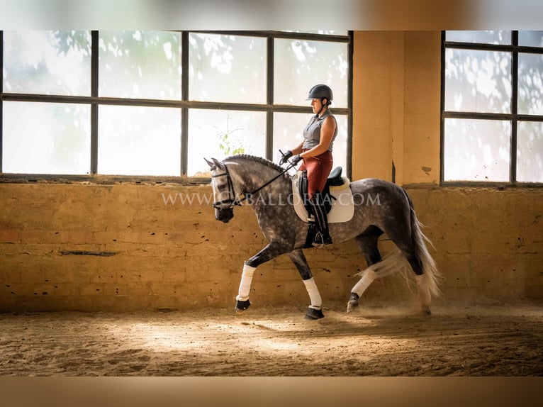 PRE Stallion 6 years 15,3 hh Gray-Dapple in Rafelguaraf