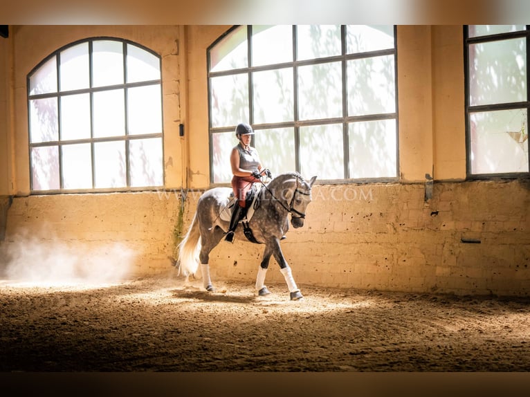 PRE Stallion 6 years 15,3 hh Gray-Dapple in Rafelguaraf