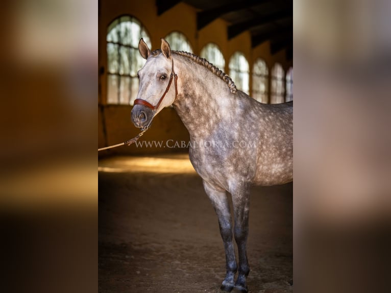 PRE Stallion 6 years 15,3 hh Gray-Dapple in Rafelguaraf