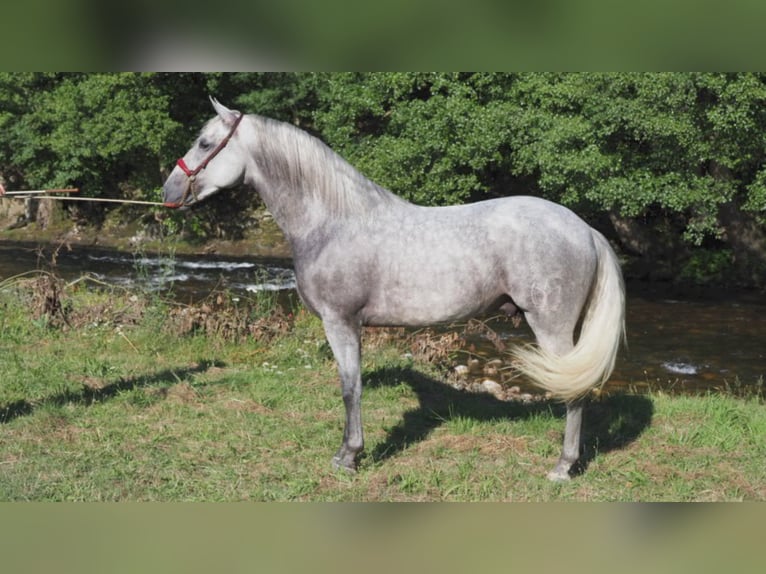 PRE Mix Stallion 6 years 15,3 hh Gray in NAVAS DEL MADRONO