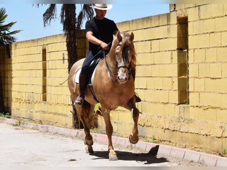 PRE Stallion 6 years 15.3 hh Pearl in Provinz Granada