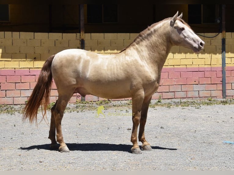 PRE Stallion 6 years 15.3 hh Pearl in Provinz Granada