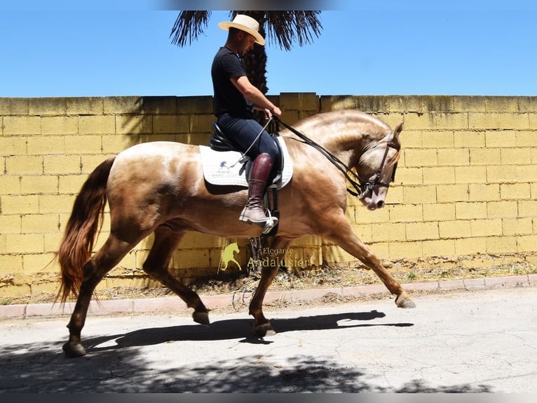 PRE Stallion 6 years 15.3 hh Pearl in Provinz Granada