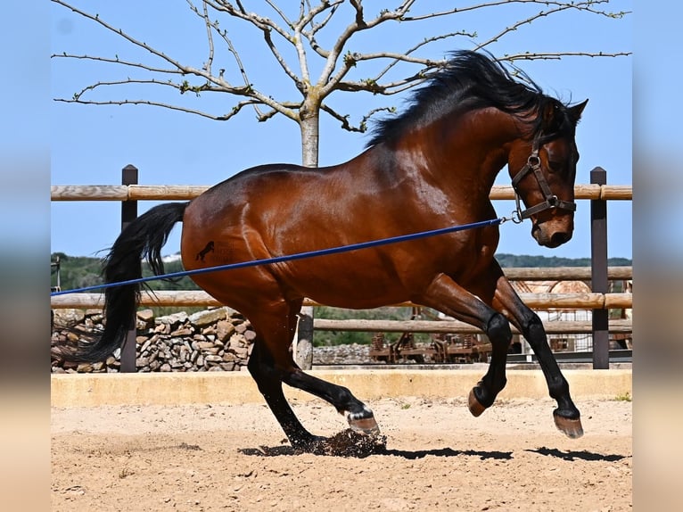 PRE Mix Stallion 6 years 15,1 hh Brown in Menorca