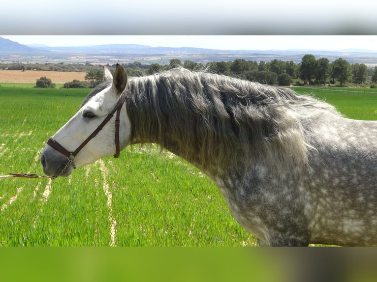 PRE Stallion 6 years 15,1 hh Grey in Alpera