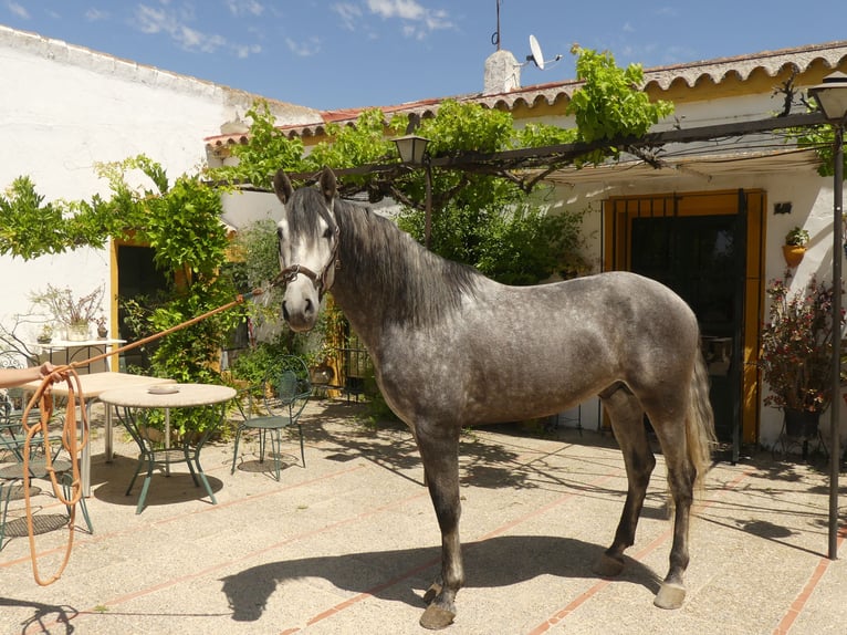 PRE Mix Stallion 6 years 15,1 hh Grey in Sevilla