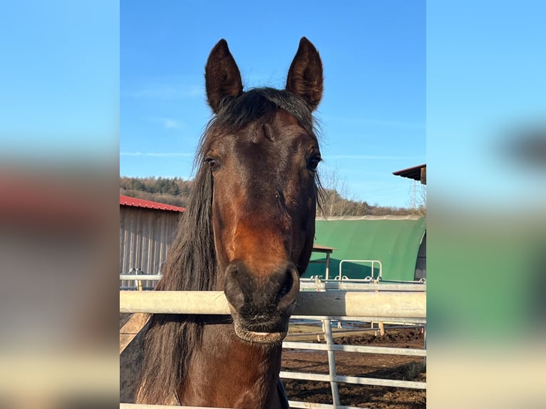 PRE Mix Stallion 6 years 15,2 hh Bay-Dark in Beckingen