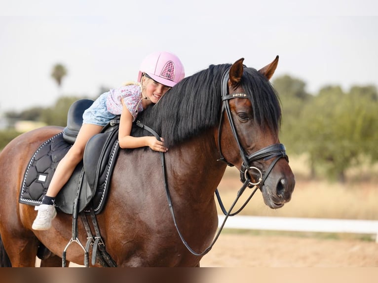 PRE Mix Stallion 6 years 15,2 hh Brown in El Catllar