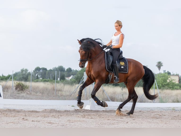 PRE Mix Stallion 6 years 15,2 hh Brown in El Catllar