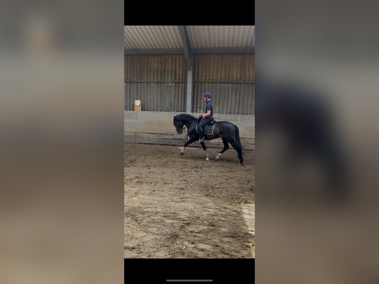 PRE Stallion 6 years 15,2 hh Brown in Hilden