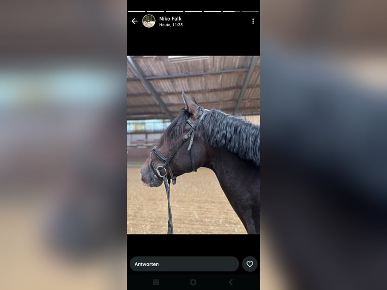 PRE Stallion 6 years 15,2 hh Brown in Hilden