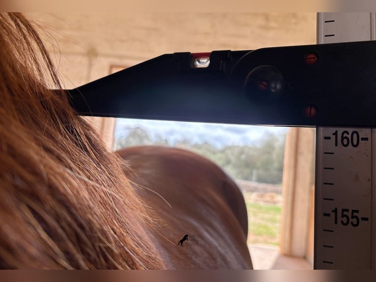 PRE Mix Stallion 6 years 15,2 hh Chestnut-Red in Mallorca