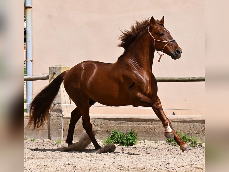 PRE Mix Stallion 6 years 15,2 hh Chestnut-Red in Mallorca