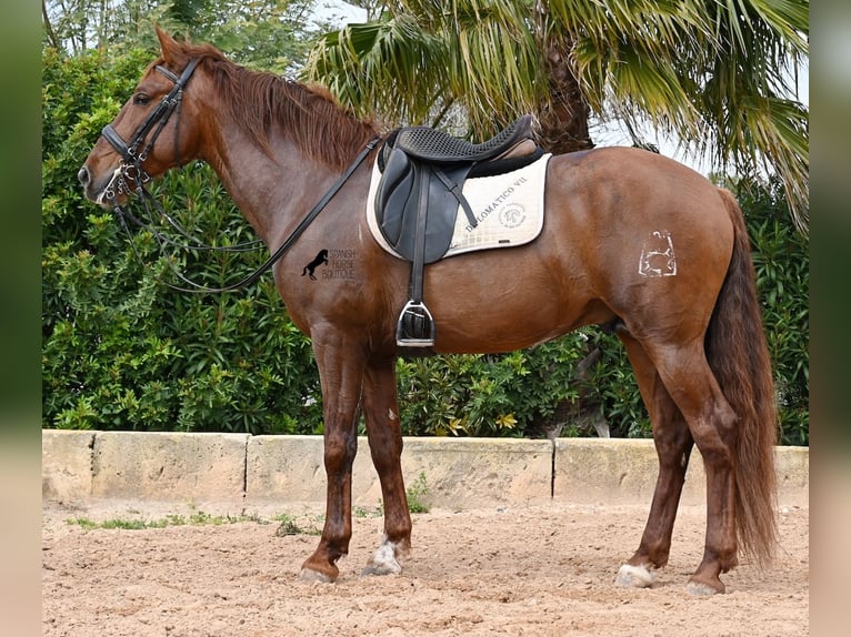 PRE Mix Stallion 6 years 15,2 hh Chestnut-Red in Mallorca