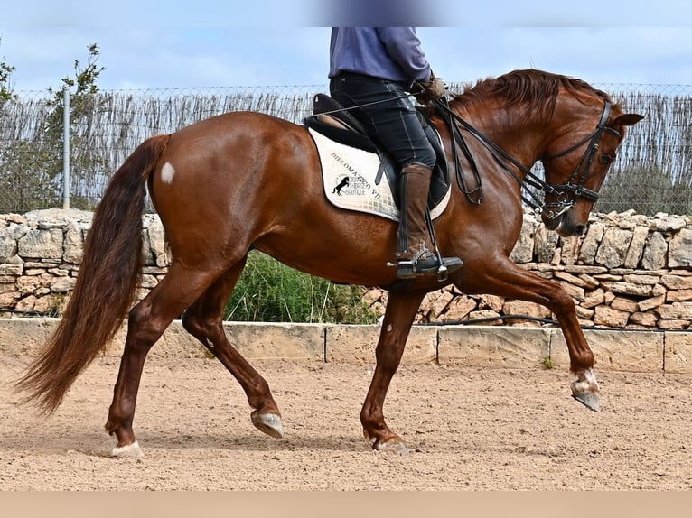 PRE Mix Stallion 6 years 15,2 hh Chestnut-Red in Mallorca