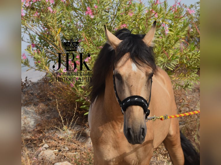PRE Mix Stallion 6 years 15,2 hh Dun in Tabernas Almeria