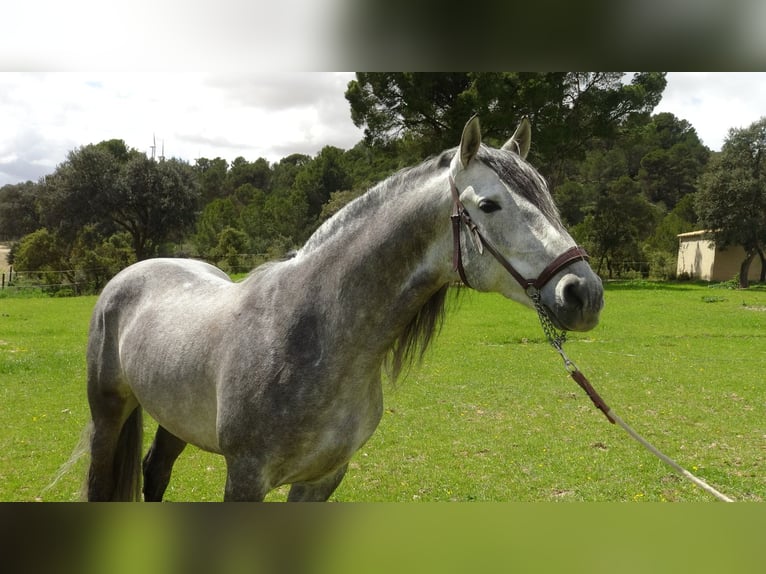 PRE Stallion 6 years 15,2 hh Gray in Alpera