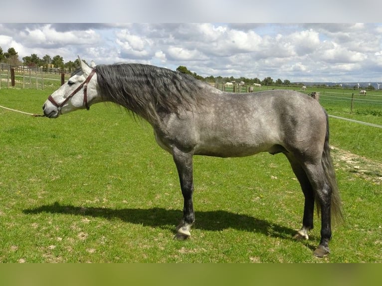 PRE Stallion 6 years 15,2 hh Gray in Alpera