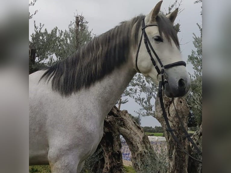 PRE Mix Stallion 6 years 15,2 hh Gray in Madrid