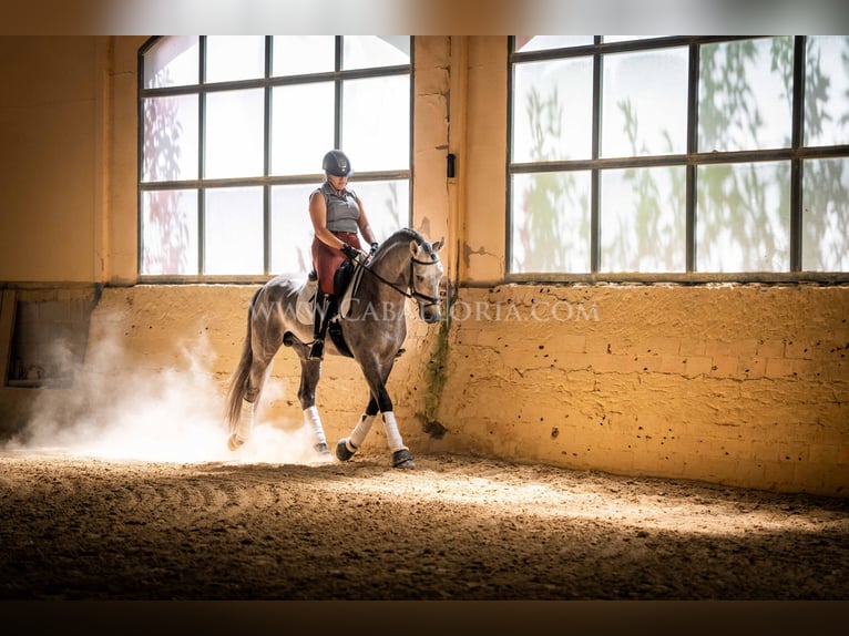 PRE Stallion 6 years 15,2 hh Grey-Blue-Tan in Rafelguaraf
