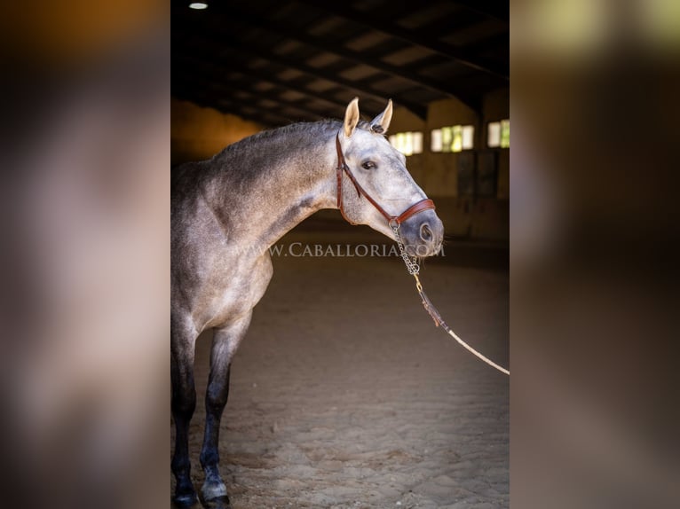 PRE Stallion 6 years 15,2 hh Grey-Blue-Tan in Rafelguaraf