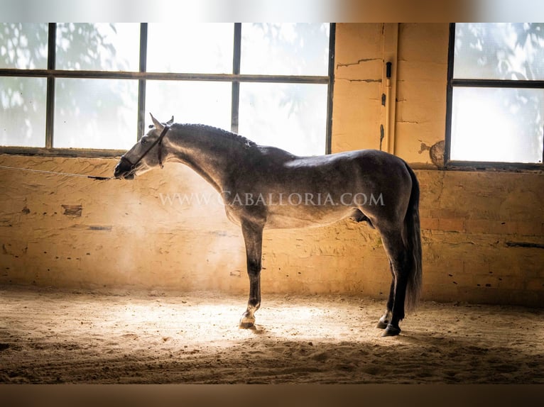 PRE Stallion 6 years 15,2 hh Grey-Blue-Tan in Rafelguaraf