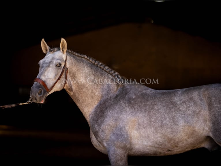 PRE Stallion 6 years 15,2 hh Grey-Blue-Tan in Rafelguaraf