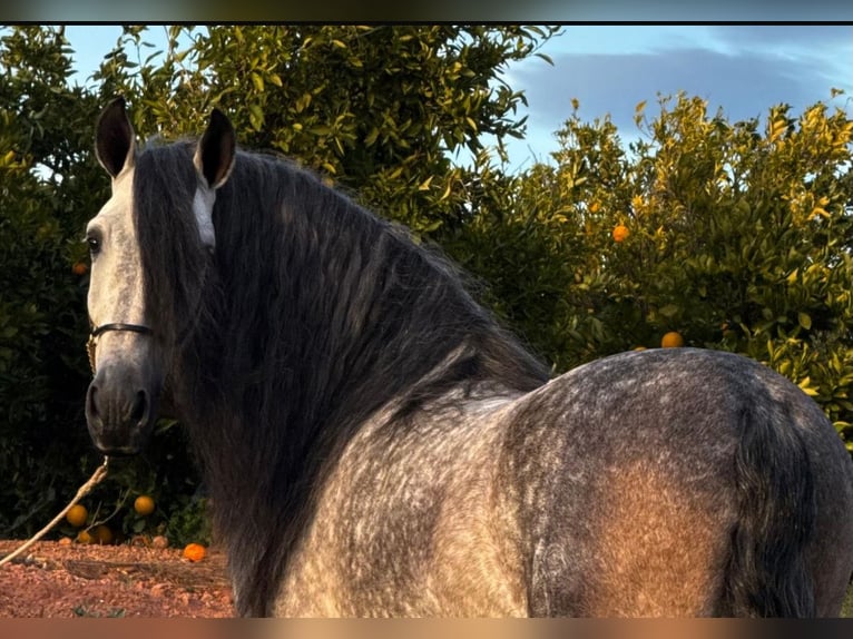 PRE Mix Stallion 6 years 15,2 hh Grey-Dapple in Martfeld