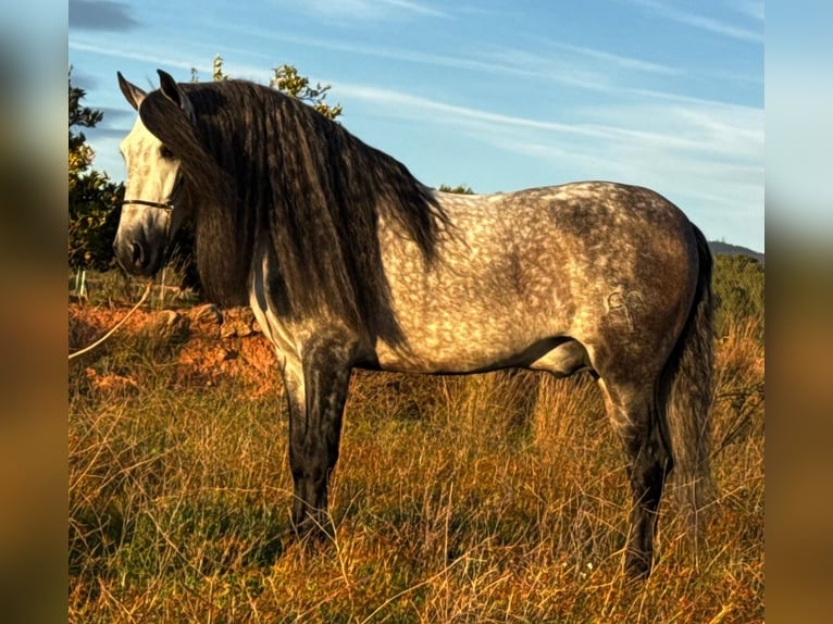 PRE Mix Stallion 6 years 15,2 hh Grey-Dapple in Martfeld