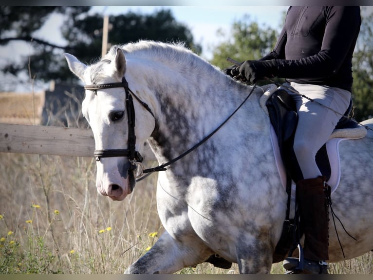 PRE Mix Stallion 6 years 15,2 hh Grey-Dapple in Valencia