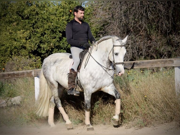 PRE Mix Stallion 6 years 15,2 hh Grey-Dapple in Valencia