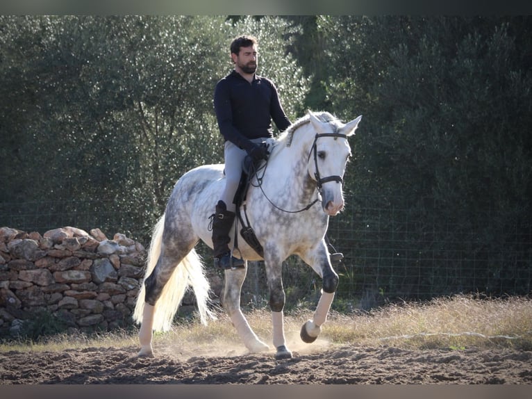 PRE Mix Stallion 6 years 15,2 hh Grey-Dapple in Valencia