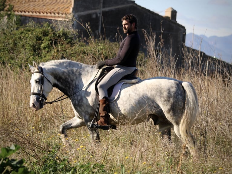 PRE Mix Stallion 6 years 15,2 hh Grey-Dapple in Valencia
