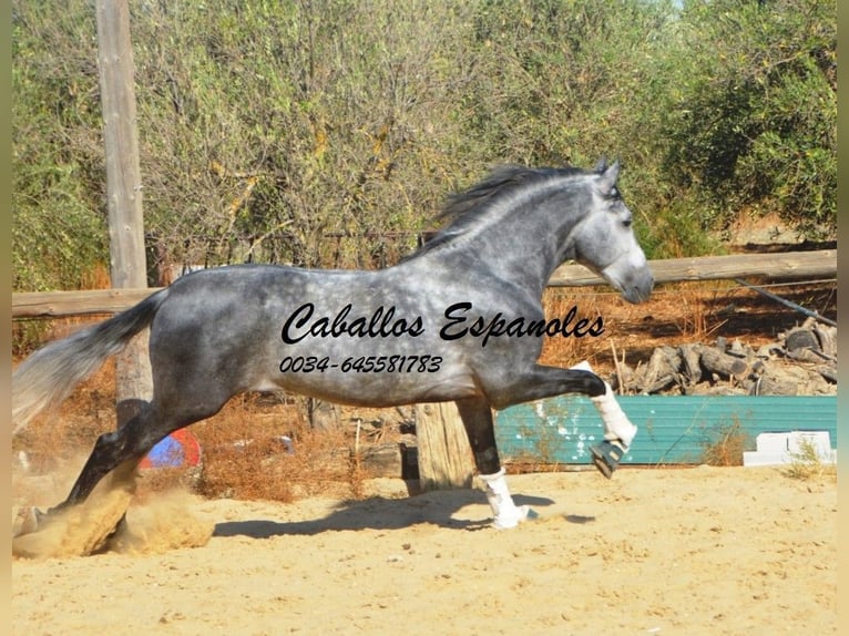 PRE Mix Stallion 6 years 15,2 hh Grey-Dapple in Vejer de la Frontera