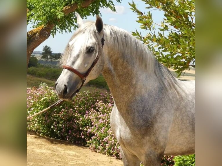 PRE Mix Stallion 6 years 15,2 hh Grey in Sevilla