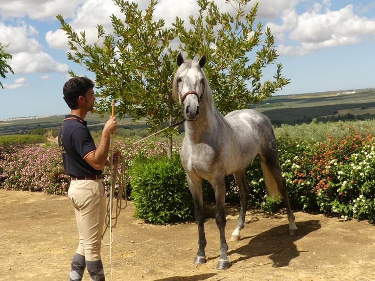PRE Mix Stallion 6 years 15,2 hh Grey in Sevilla