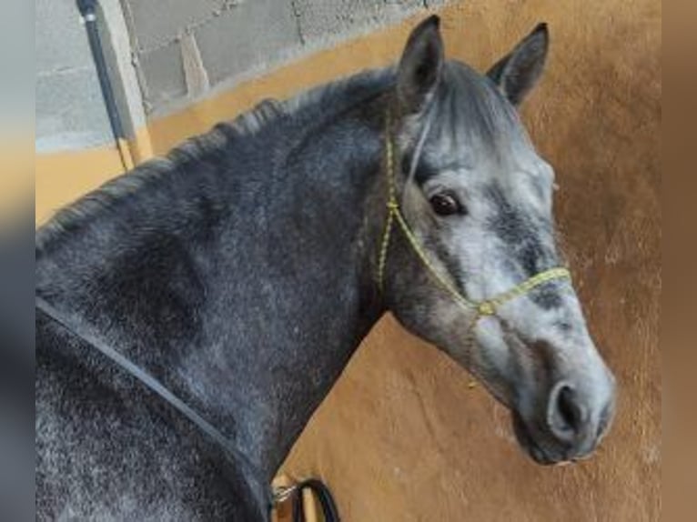 PRE Mix Stallion 6 years 15,2 hh Grey in MADRID