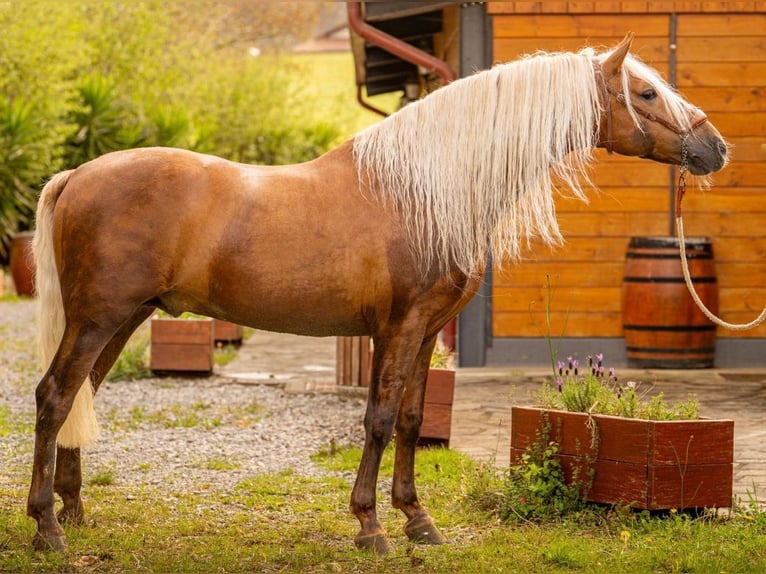 PRE Mix Stallion 6 years 15,2 hh Palomino in Martfeld