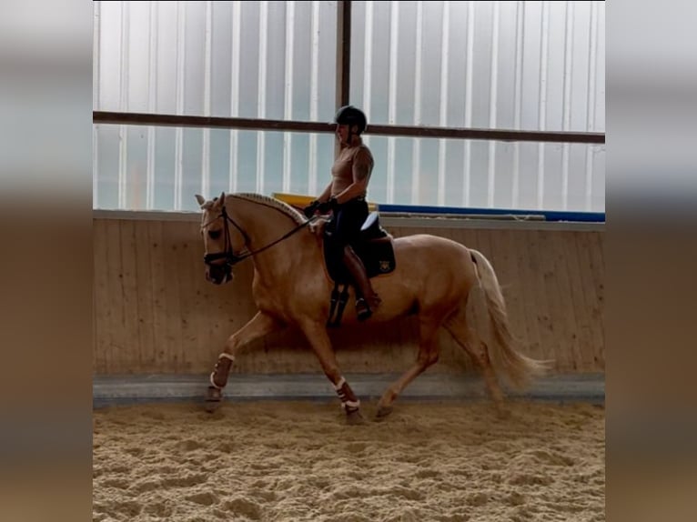 PRE Stallion 6 years 15,2 hh Palomino in Warendorf