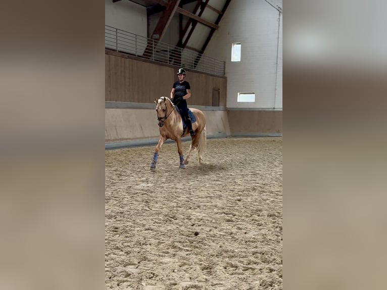 PRE Stallion 6 years 15,2 hh Palomino in Warendorf