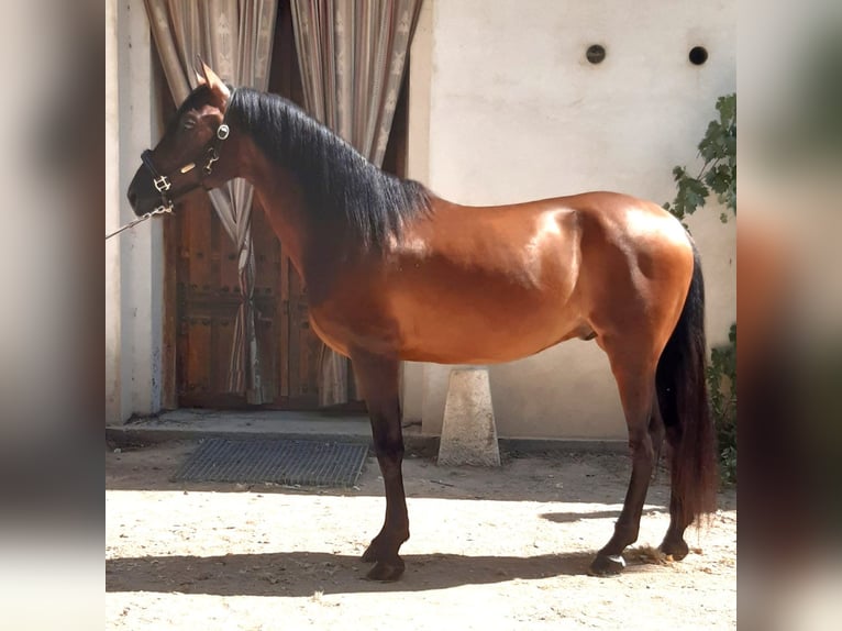 PRE Mix Stallion 6 years 15,3 hh Bay in Madrid